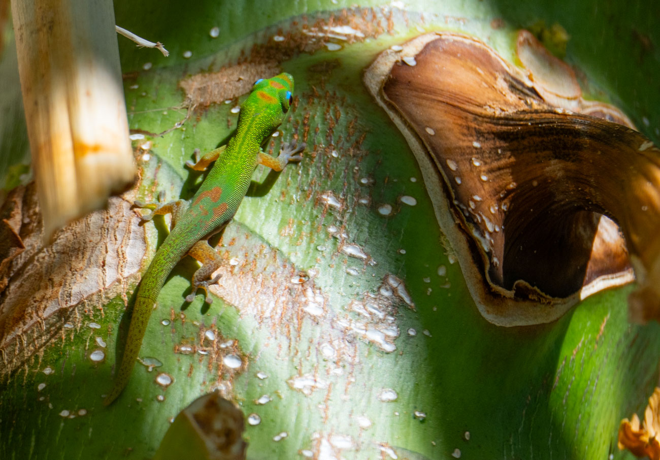 Gecko, Big Island